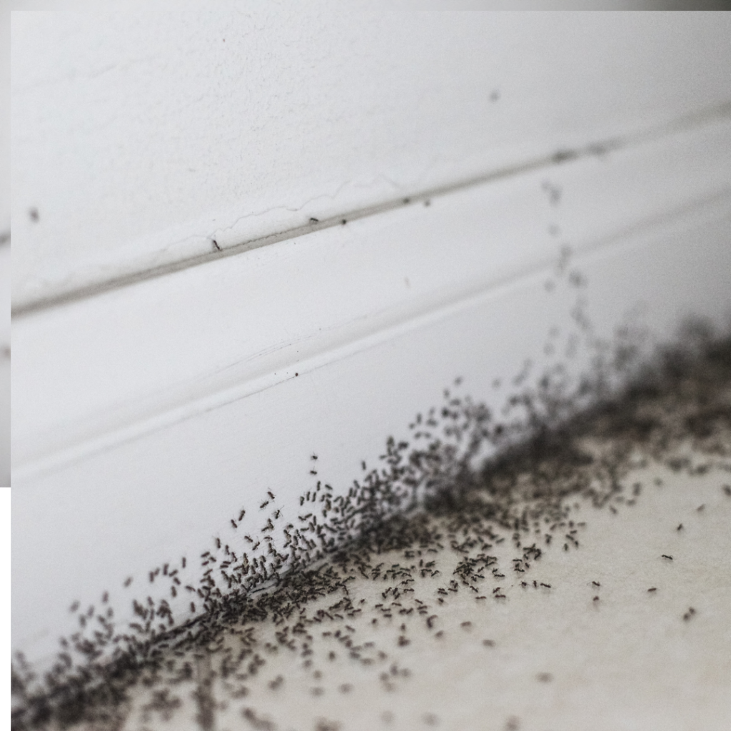 pests from homae - pests control - remedies for pests - professional pests control - new jersey - newjersey hom